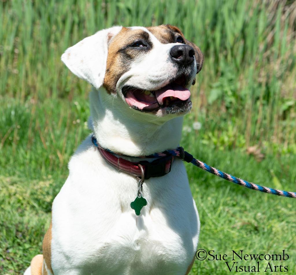 Enlarge Marlo, a Adoptable mixed breed in Shorewood, IL image 2/6