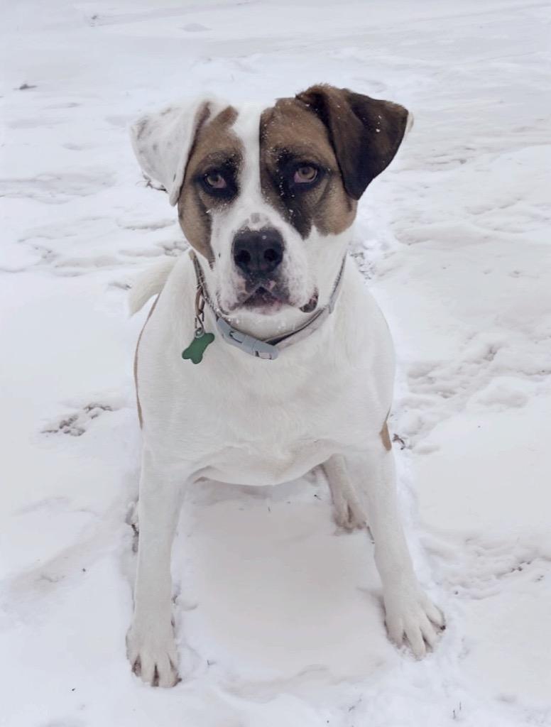 Enlarge Marlo, a Adoptable mixed breed in Shorewood, IL image 4/6