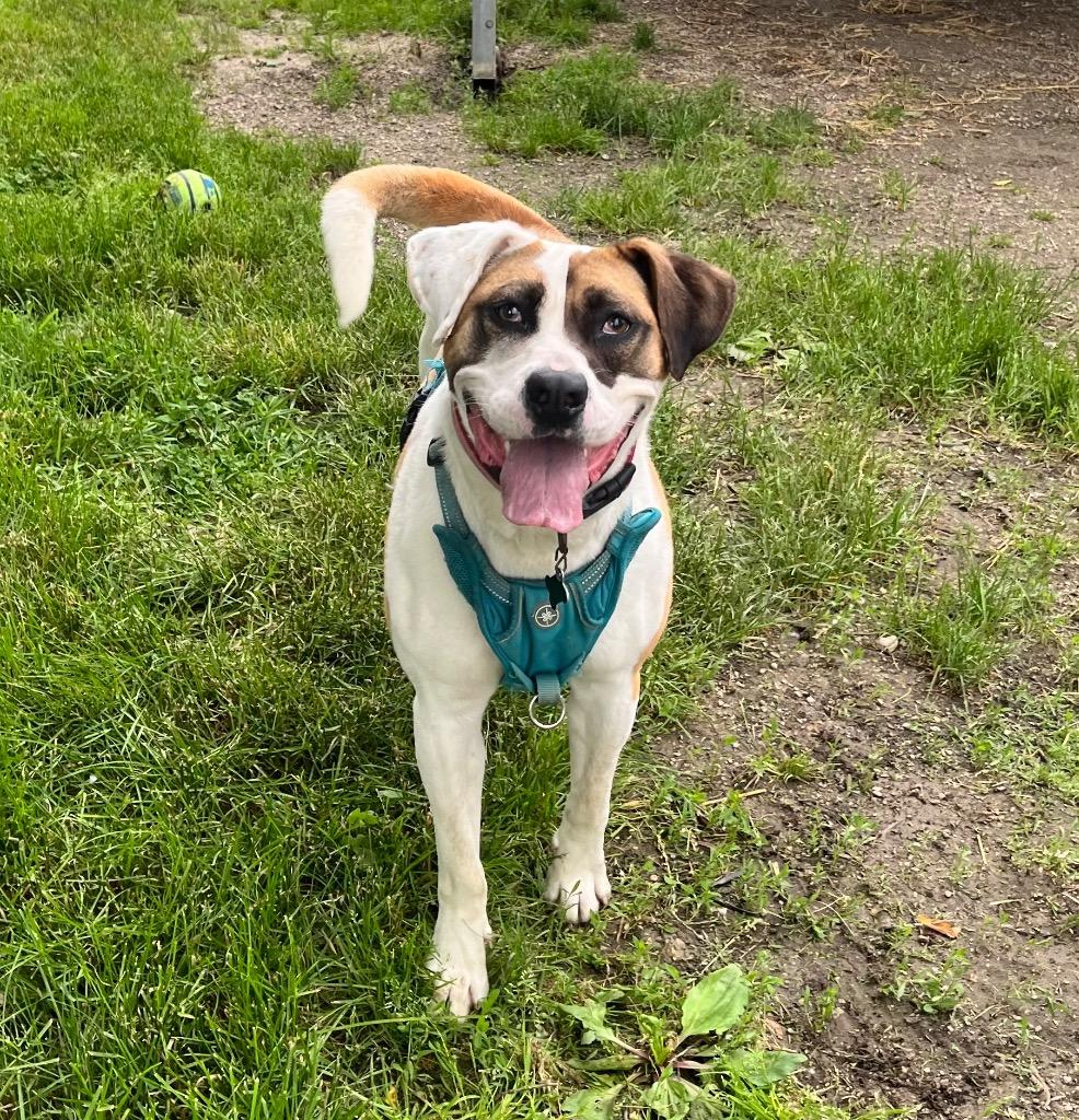 Enlarge Marlo, a Adoptable mixed breed in Shorewood, IL image 5/6
