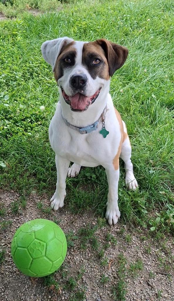 Enlarge Marlo, a Adoptable mixed breed in Shorewood, IL image 5/6