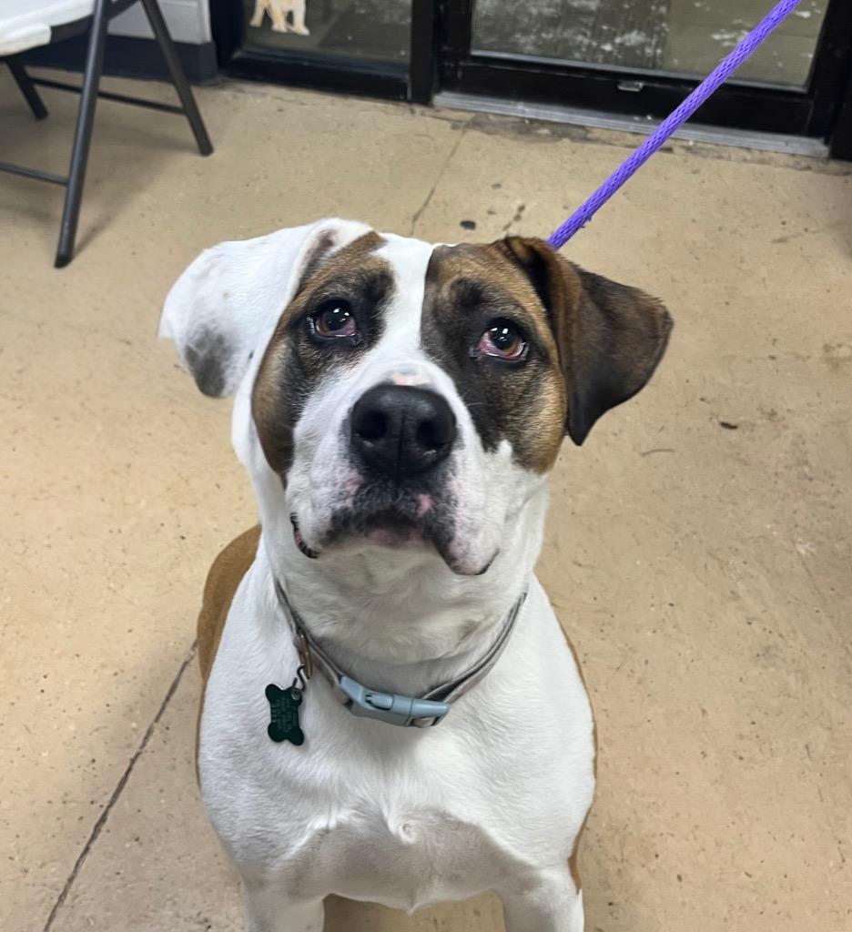 Enlarge Marlo, a Adoptable mixed breed in Shorewood, IL image 6/6