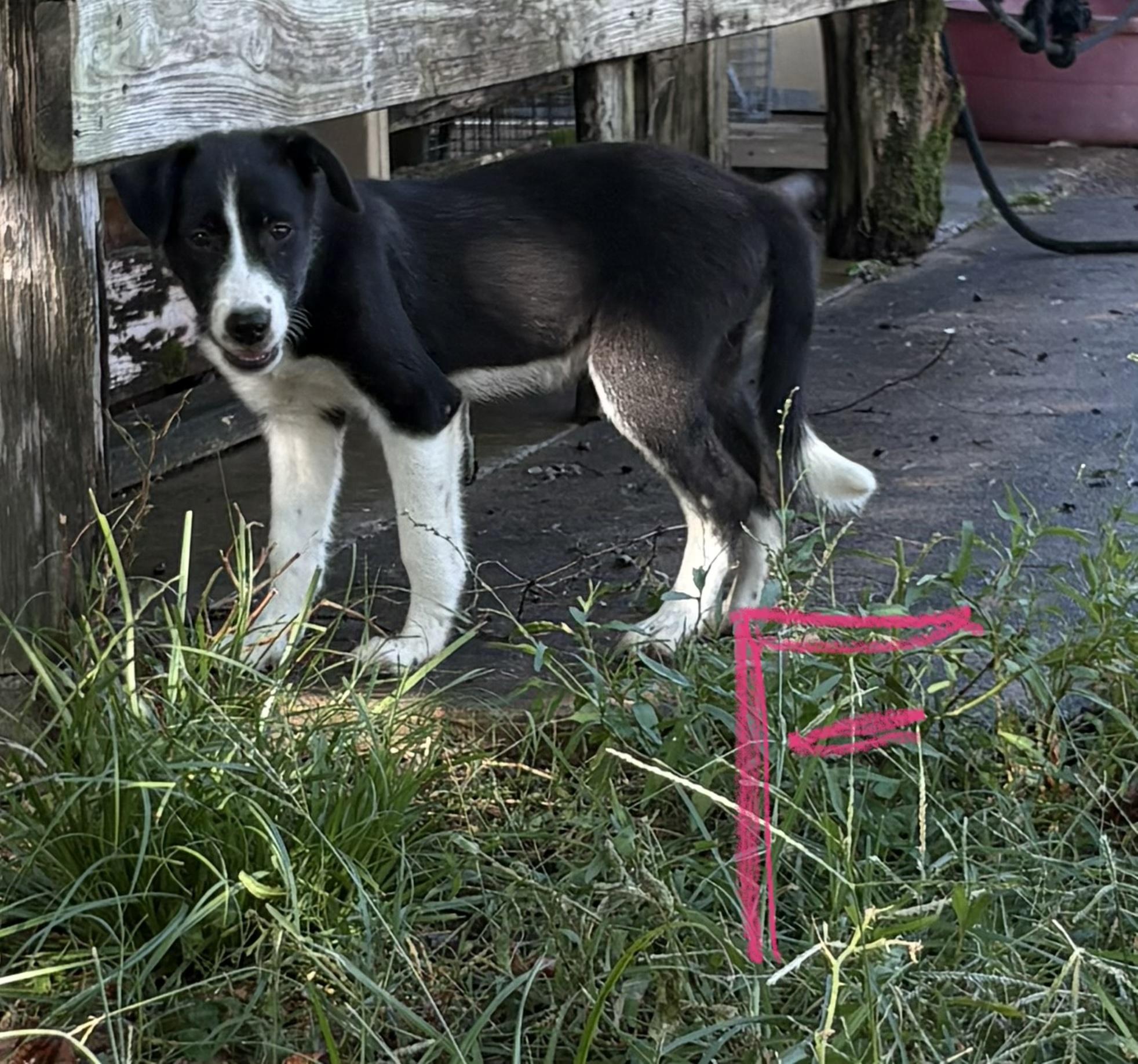 Enlarge Boo, a Adoptable mixed breed in Detroit, TX image 1/1