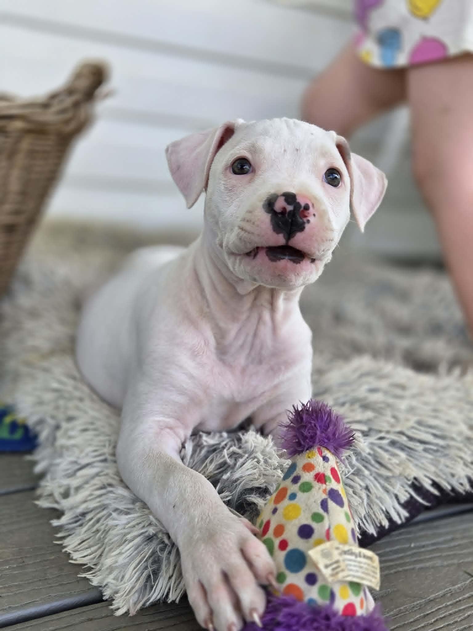 Alaska, an adopted Pit Bull Terrier in Lexington, KY image 1/5