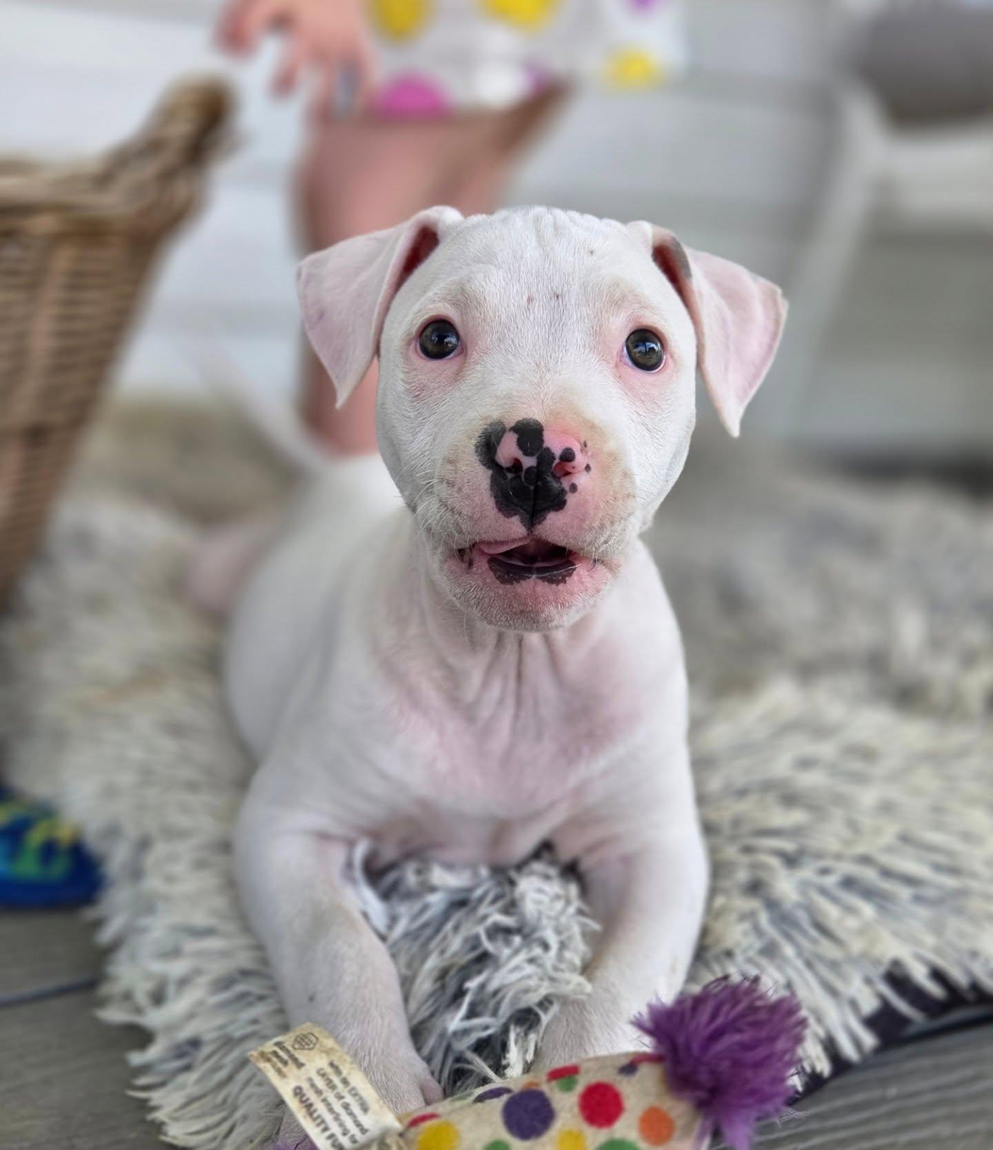 Alaska, an adopted Pit Bull Terrier in Lexington, KY image 3/5