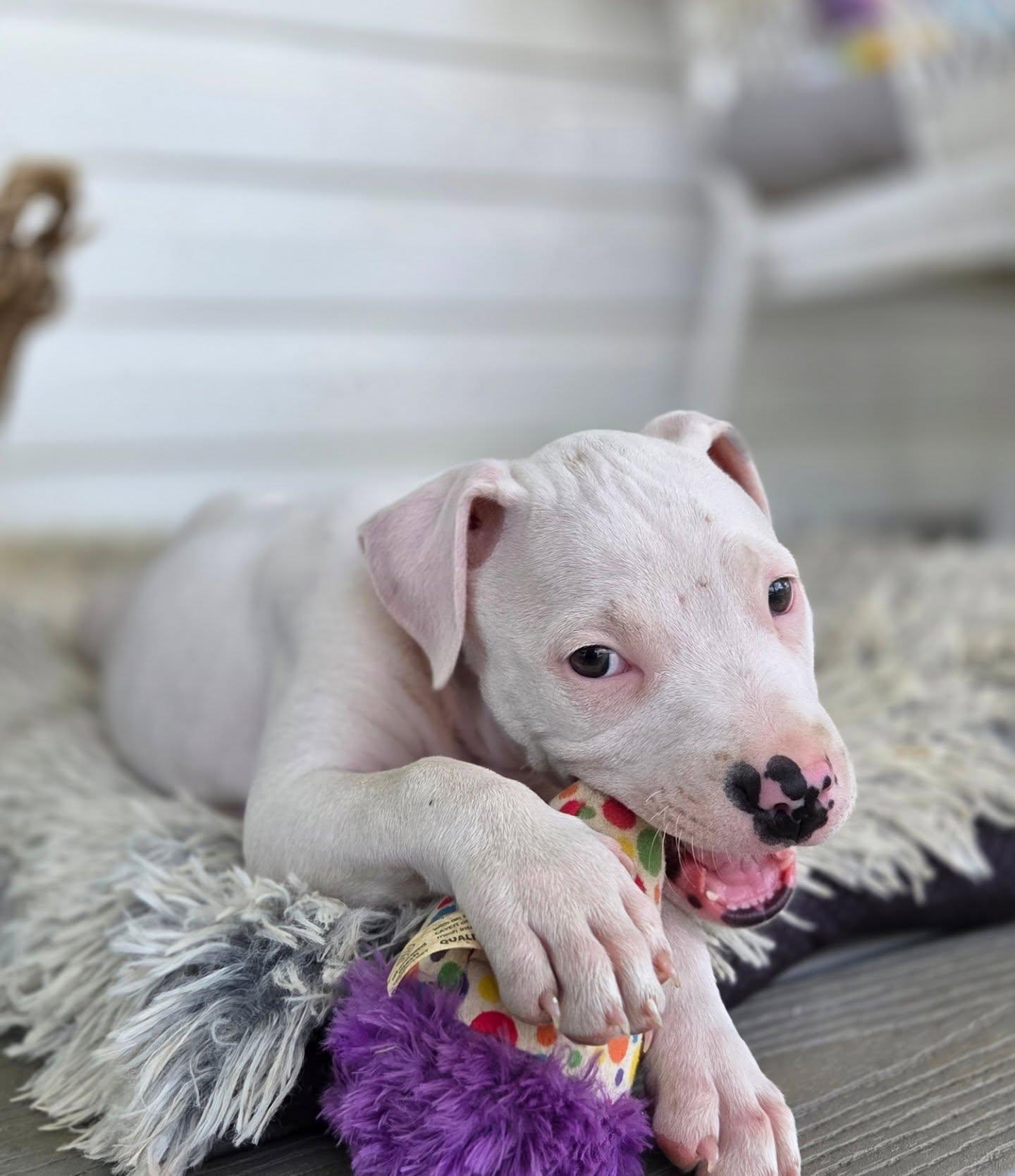 Alaska, an adopted Pit Bull Terrier in Lexington, KY image 2/5