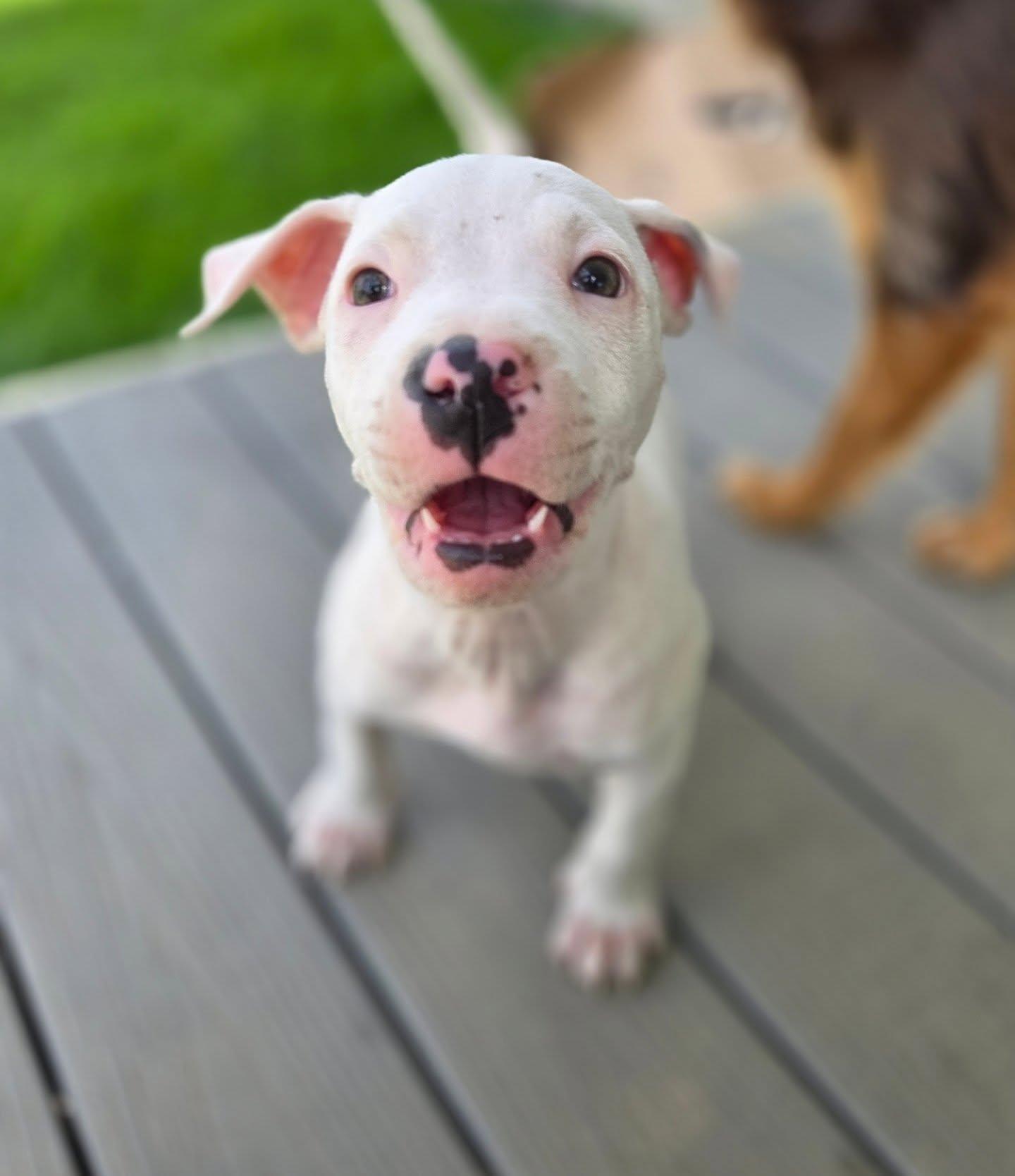 Alaska, an adopted Pit Bull Terrier in Lexington, KY image 4/5