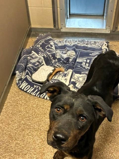 REBEL, Adoptable, Young Male Rottweiler & Mixed Breed.