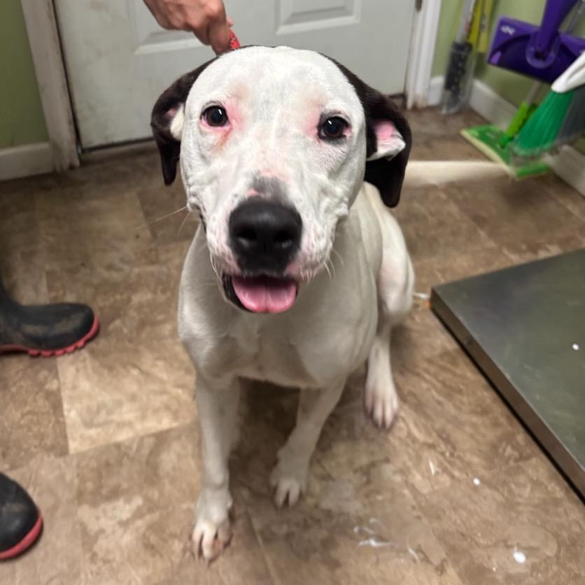 Lucy, a Adoptable mixed breed in Floresville, TX image 1/5