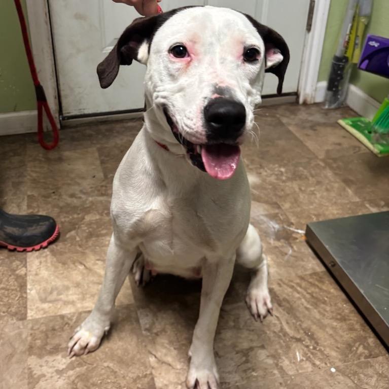 Lucy, a Adoptable mixed breed in Floresville, TX image 2/5