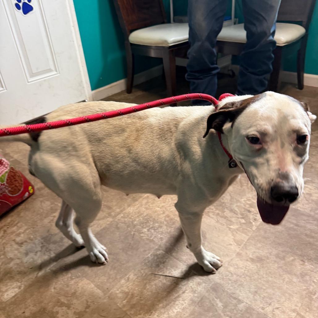 Lucy, a Adoptable mixed breed in Floresville, TX image 3/5