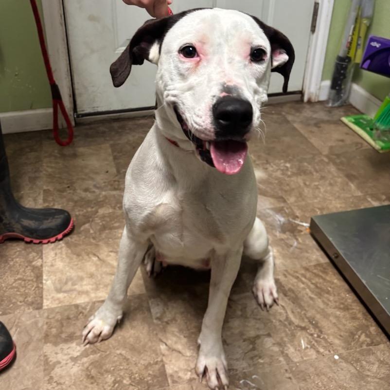 Lucy, a Adoptable mixed breed in Floresville, TX image 4/5