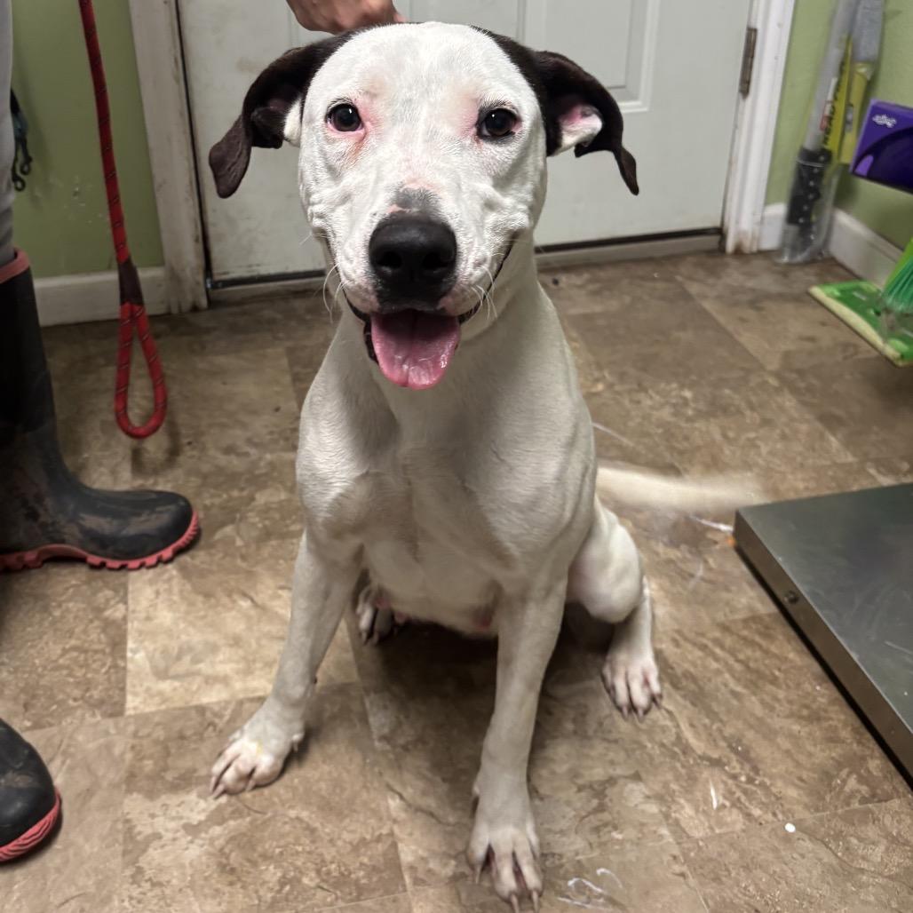 Lucy, a Adoptable mixed breed in Floresville, TX image 5/5