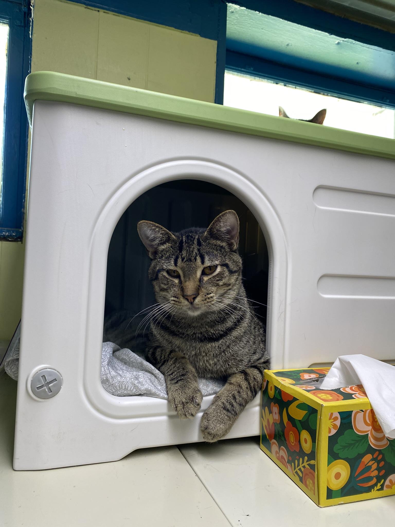 Enlarge Figgy Pudding, an adopted Tabby in New Richmond, WI image 2/2
