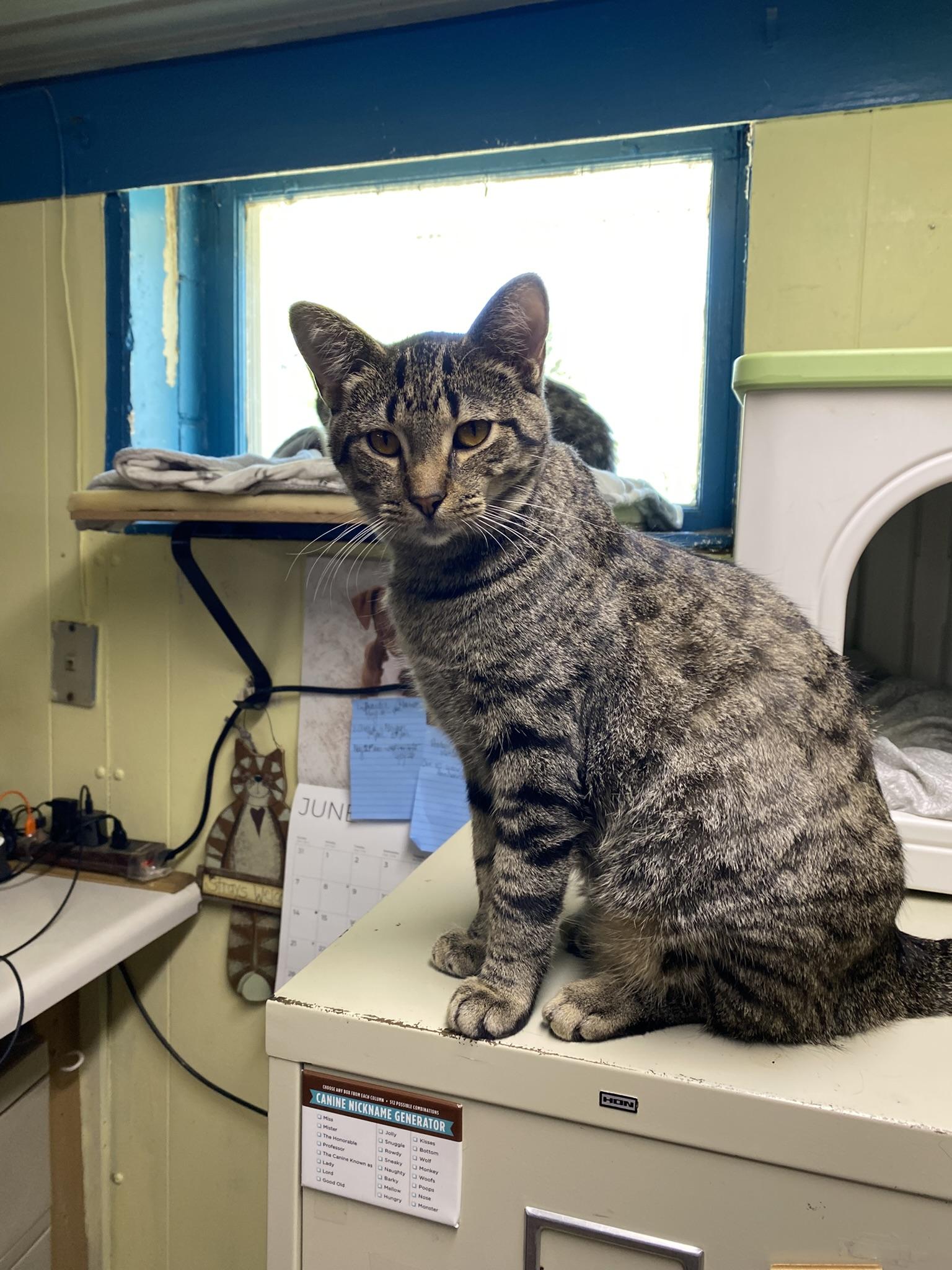 Figgy Pudding, adopted, Kitten Male Tabby.
