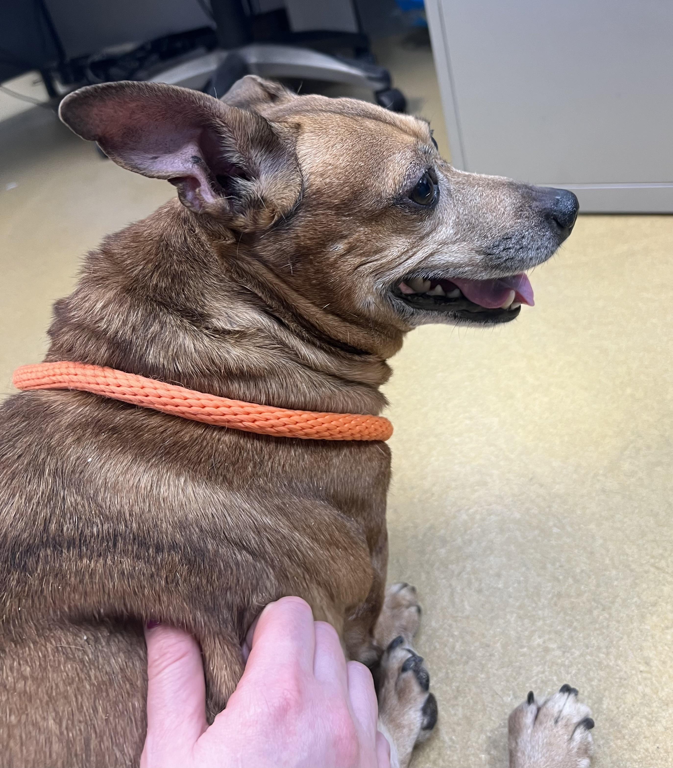 Enlarge Weenie, a ADOPTABLE mixed breed in Danville, IN image 5/5