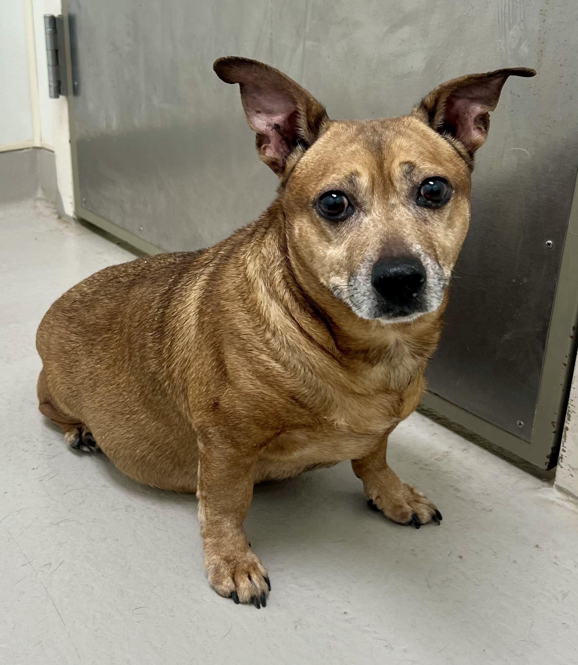 Enlarge Weenie, a ADOPTABLE mixed breed in Danville, IN image 3/5