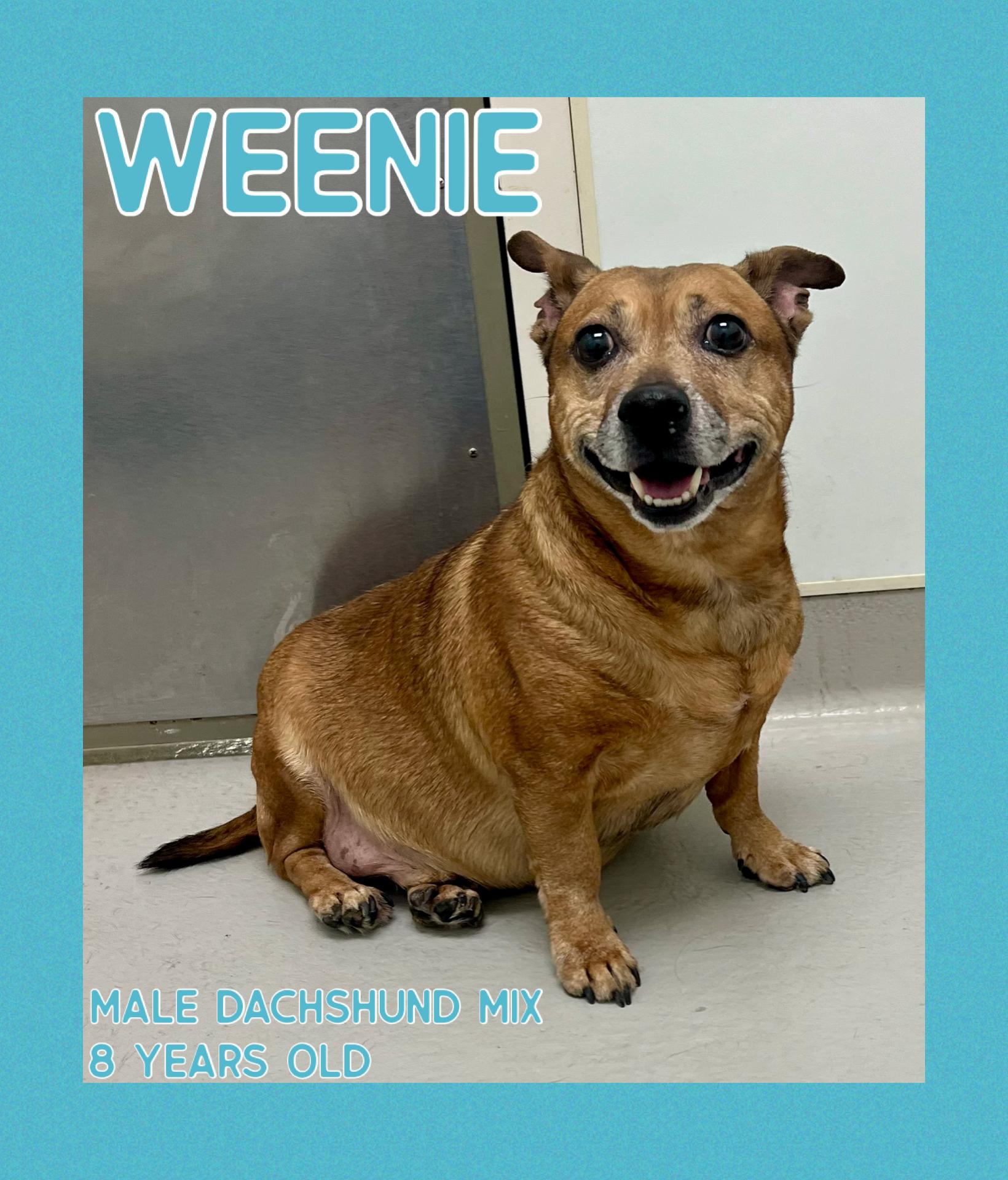 Weenie, ADOPTABLE, Senior Male Dachshund.