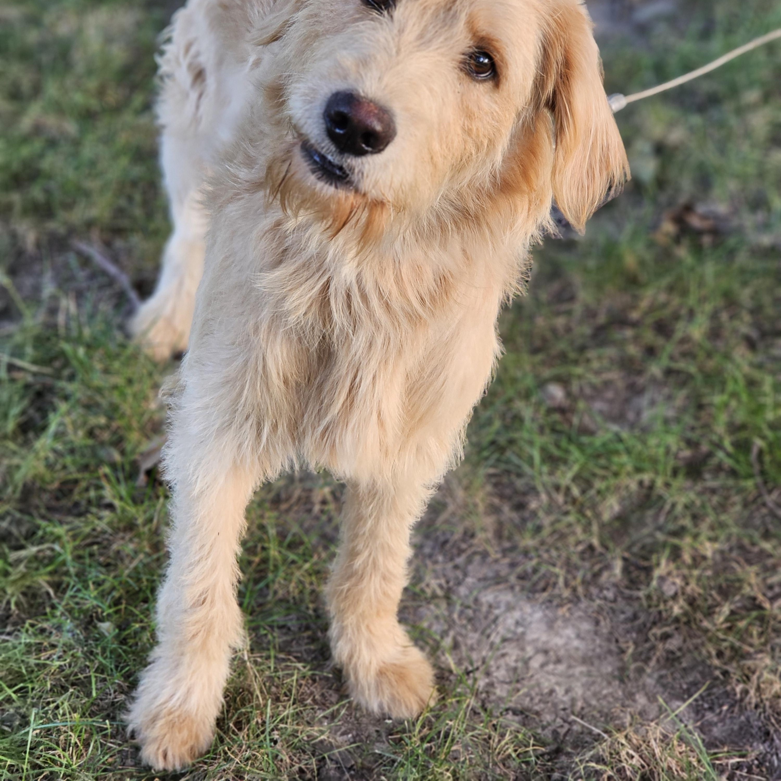 Enlarge Blakely so il, a Adoptable Goldendoodle in MURPHYSBORO , IL image 3/6