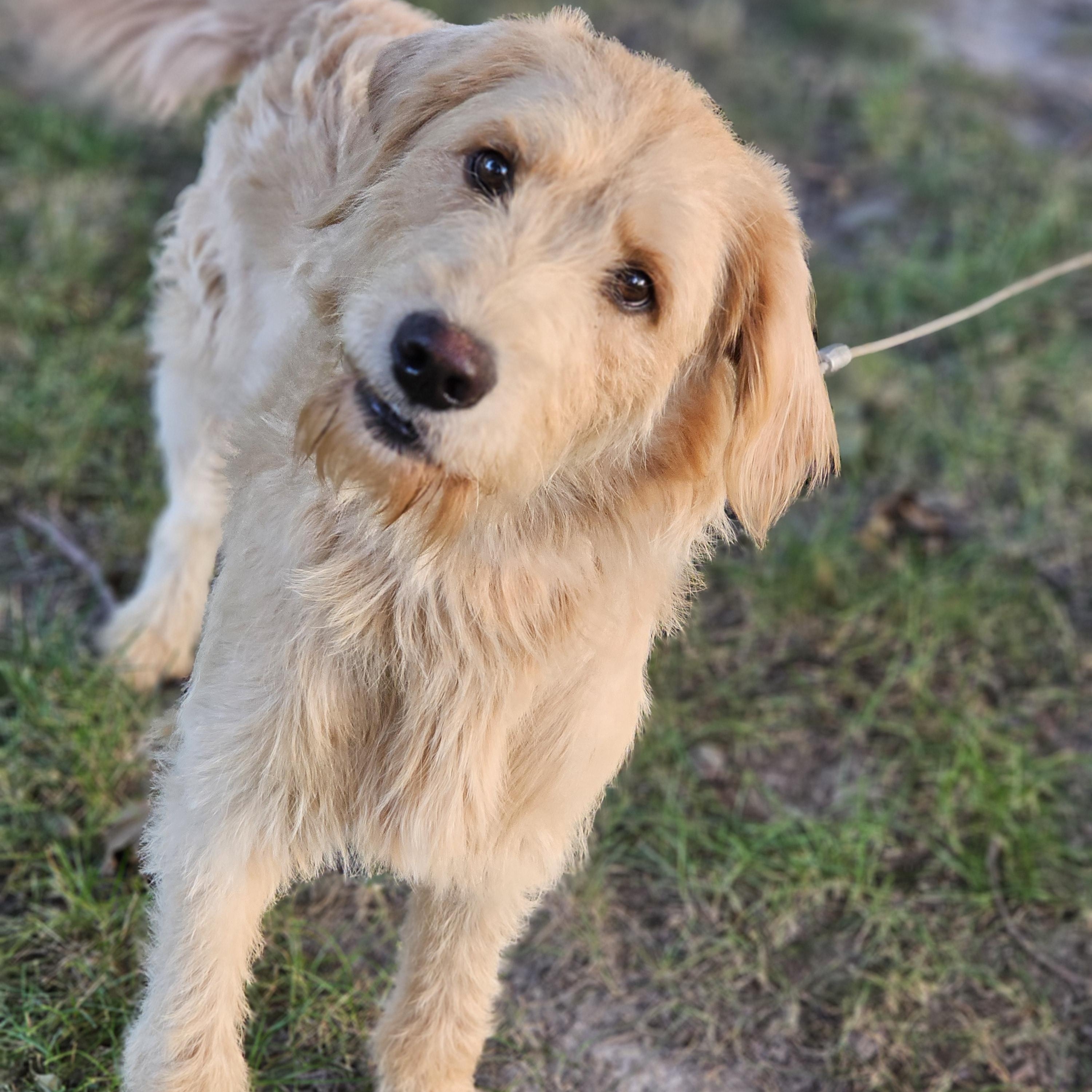 Enlarge Blakely so il, a Adoptable Goldendoodle in MURPHYSBORO , IL image 2/6