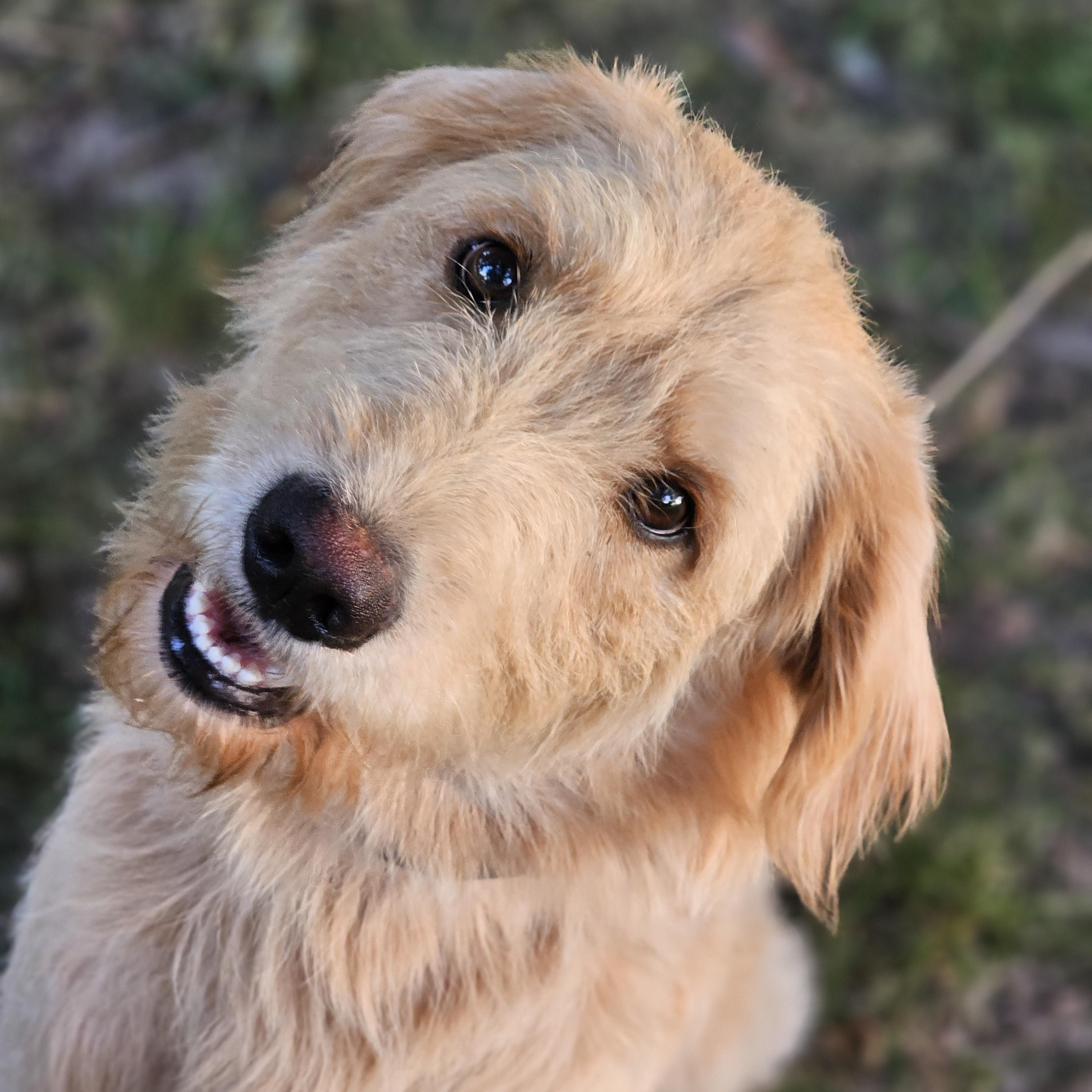 Blakely so il, Adoptable, Young Male Goldendoodle.