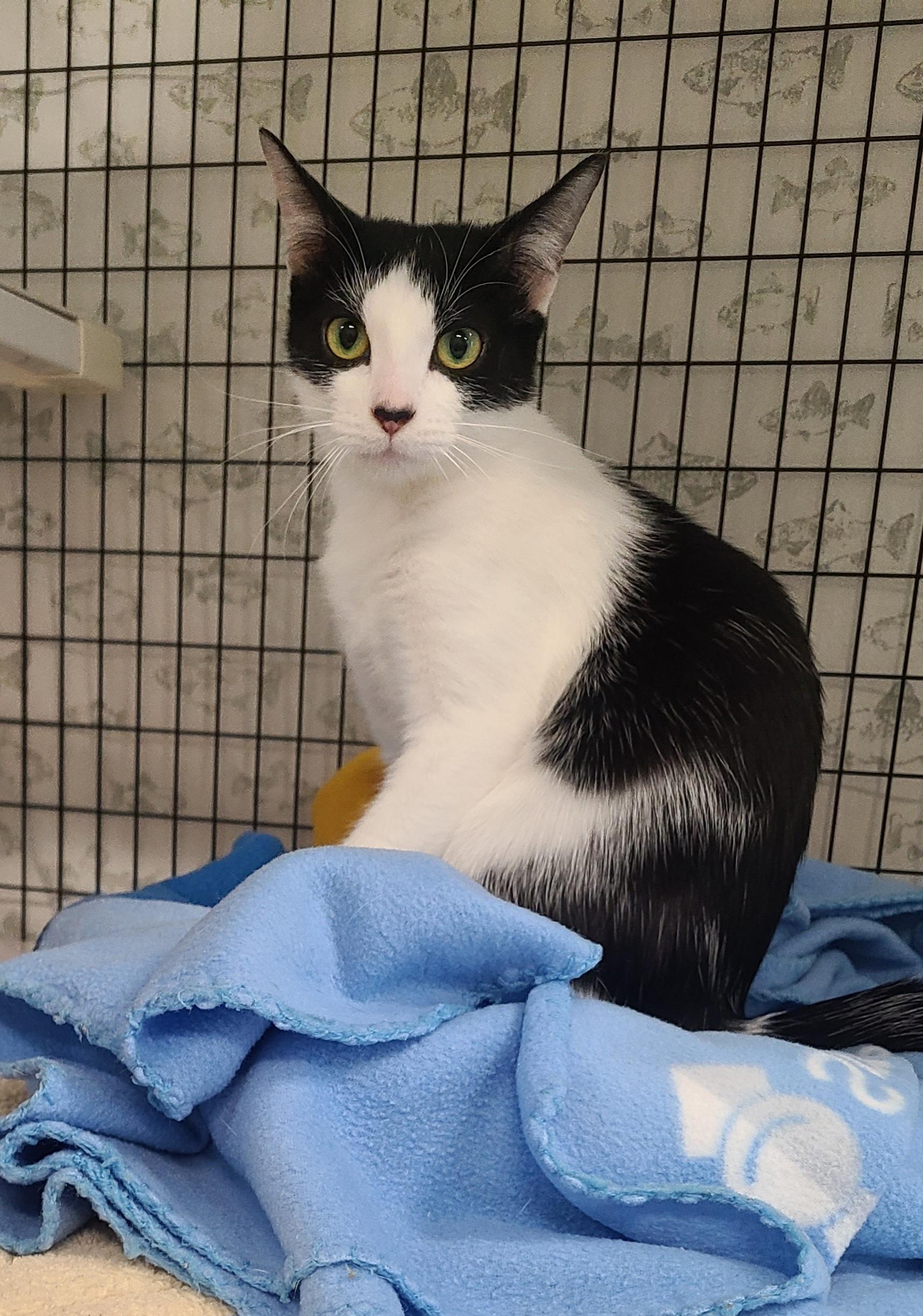 Patches, ADOPTABLE, Young Female Domestic Short Hair.