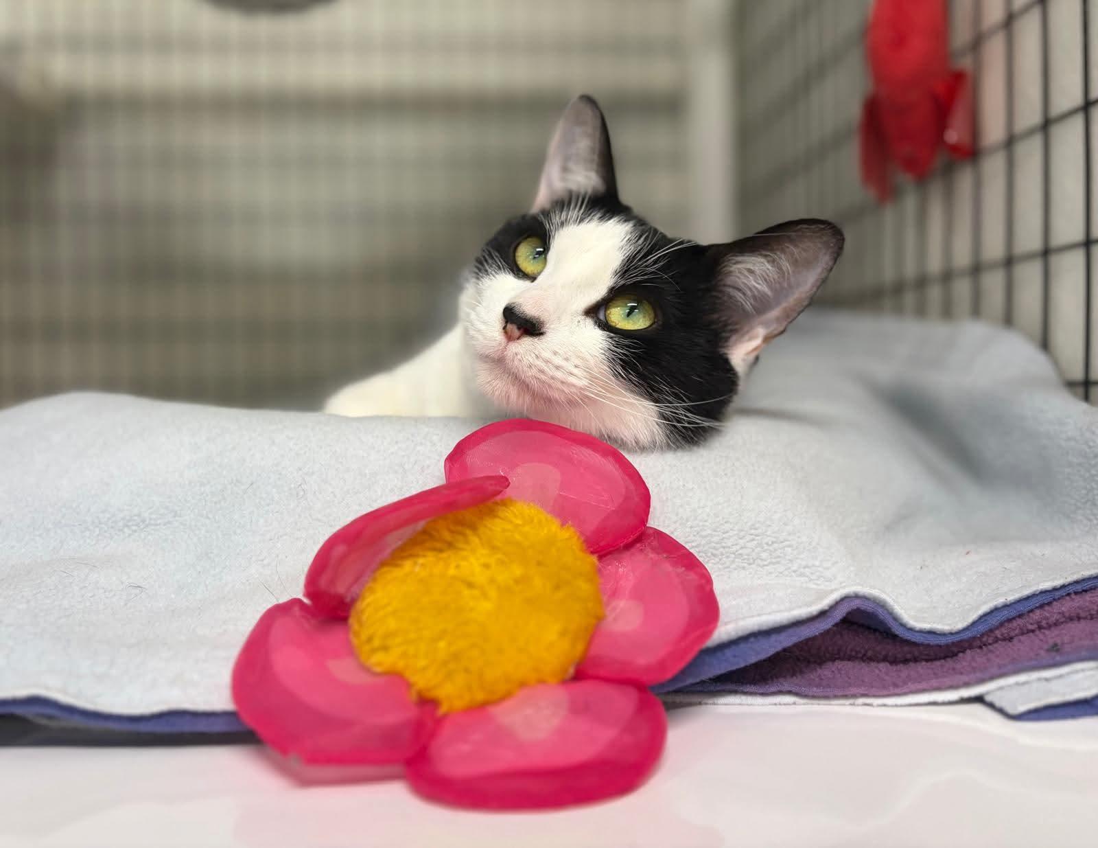 Enlarge Patches, a Adoptable Domestic Short Hair in Kirkland, WA image 3/3