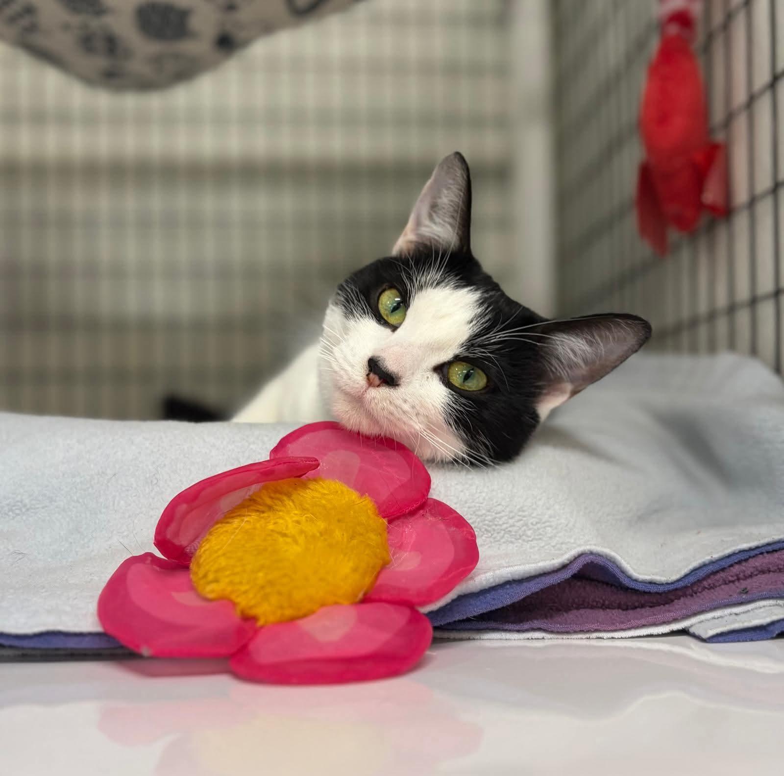Enlarge Patches, a Adoptable Domestic Short Hair in Kirkland, WA image 2/3