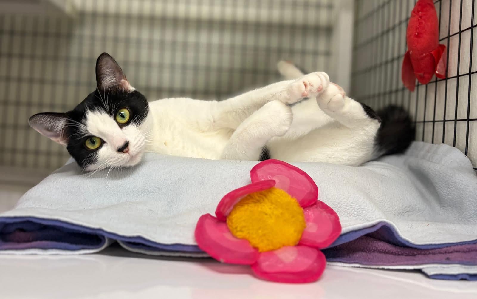 Patches, Adoptable, Young Female Domestic Short Hair.