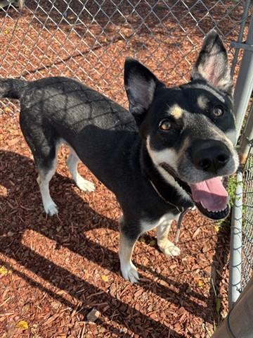 HARLEY, Adoptable, Adult Male Siberian Husky & Mixed Breed.