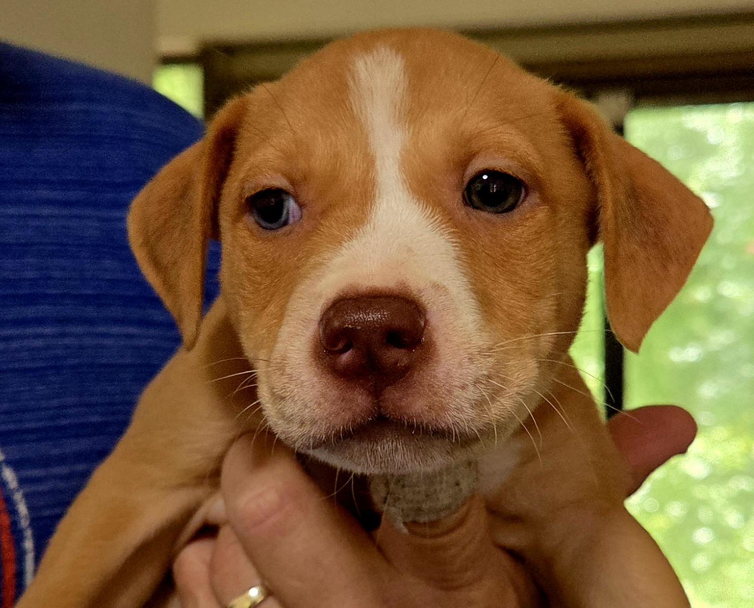Enlarge Wave, an adopted mixed breed in Gainesville, FL image 1/1