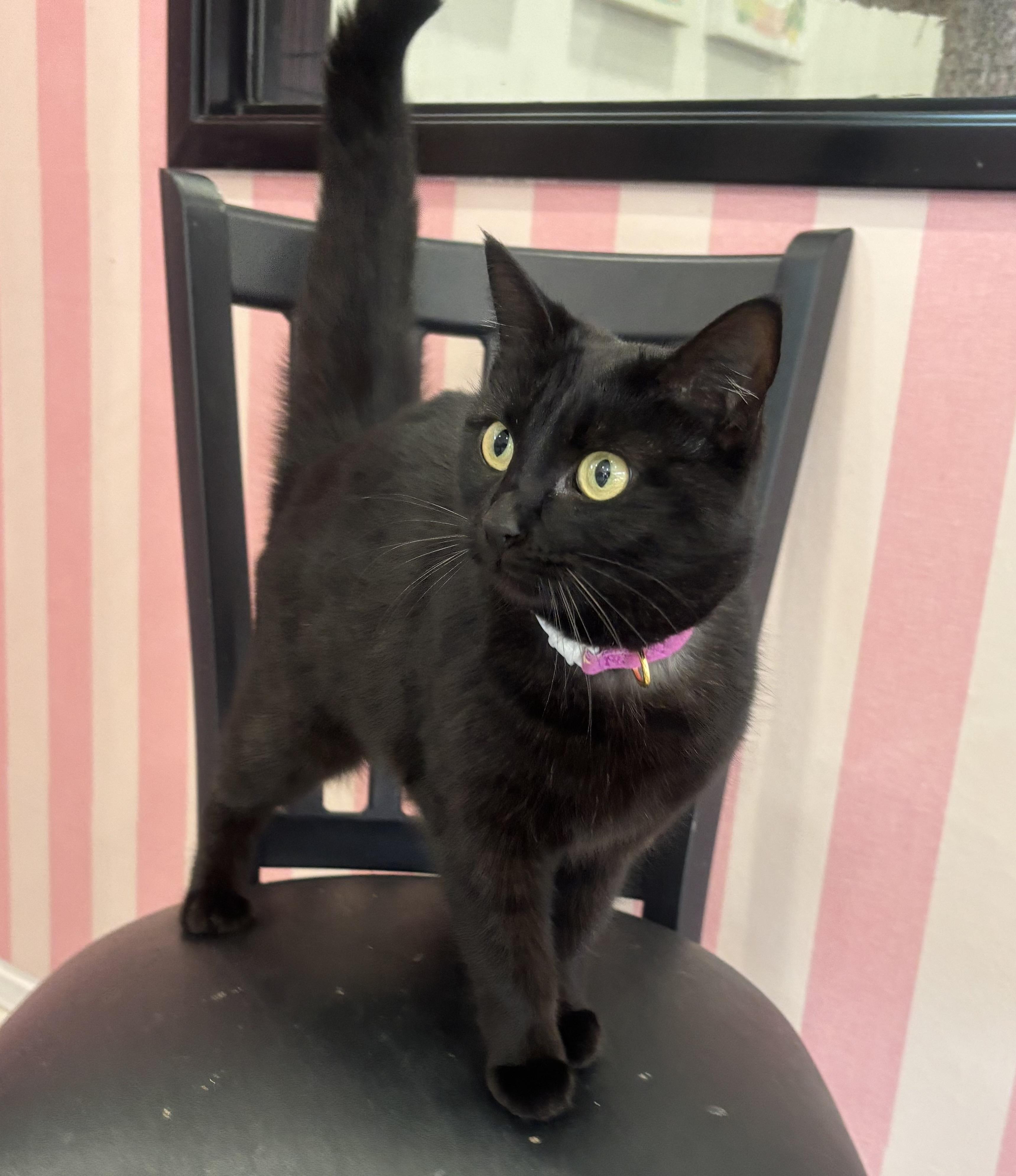 Midnight , an adopted Domestic Medium Hair in Whittier, CA image 3/6