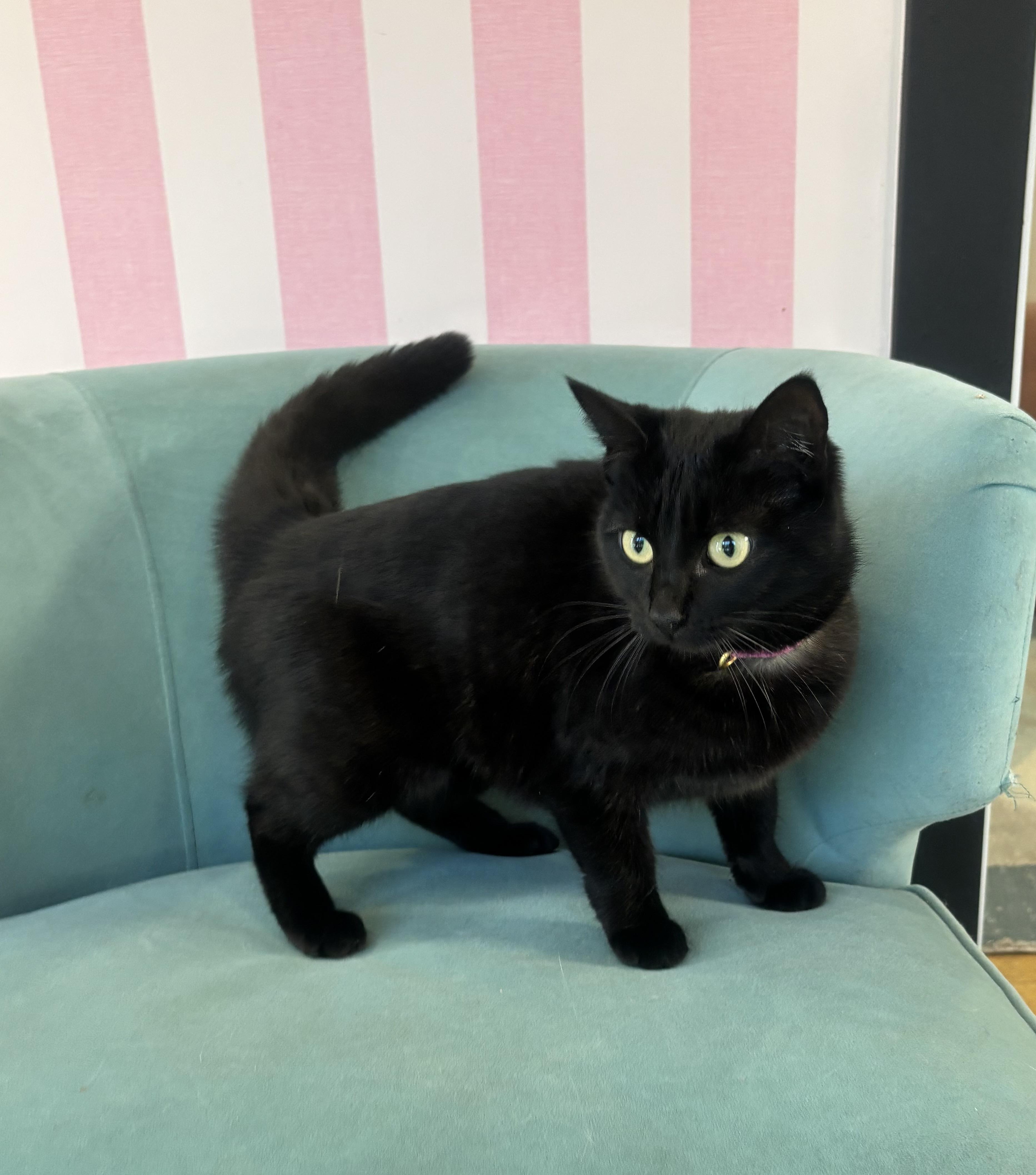 Midnight , an adopted Domestic Medium Hair in Whittier, CA image 4/6