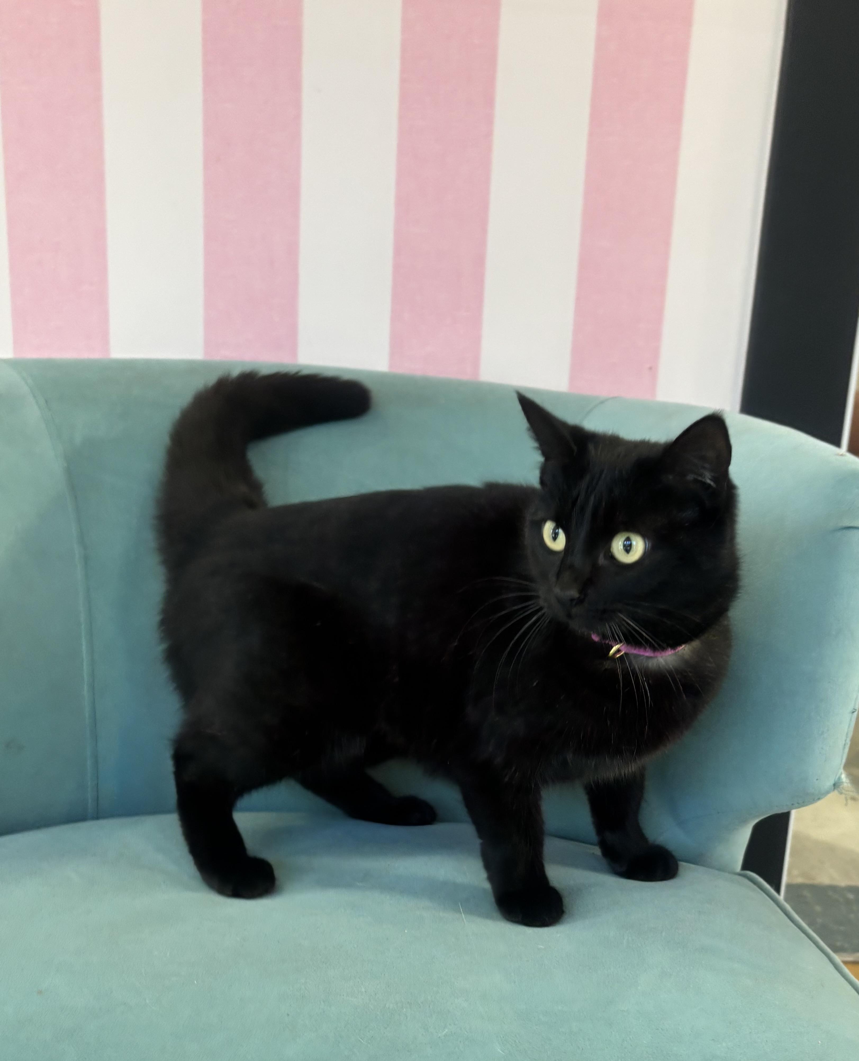 Midnight , an adopted Domestic Medium Hair in Whittier, CA image 2/6