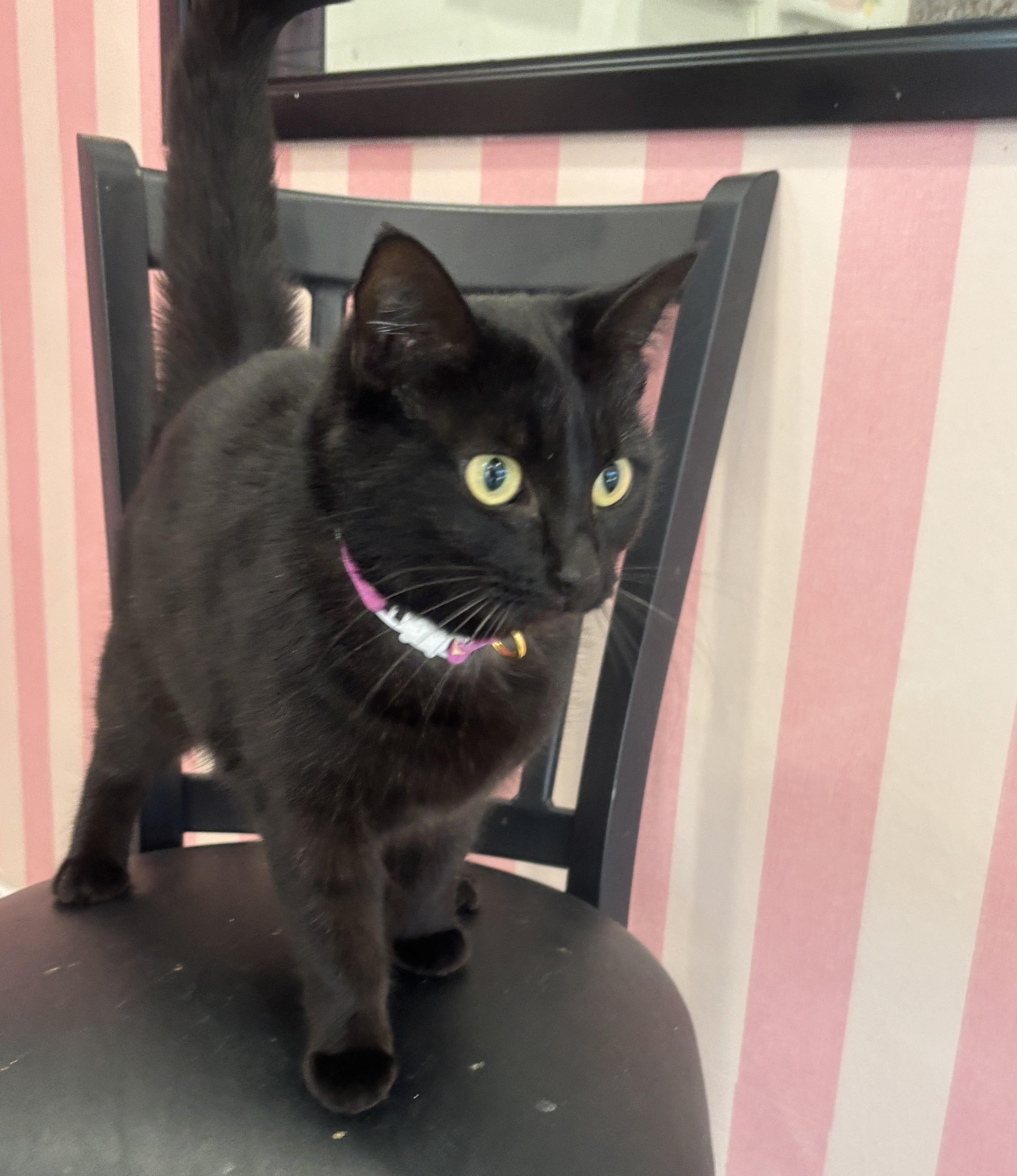 Midnight , an adopted Domestic Medium Hair in Whittier, CA image 6/6