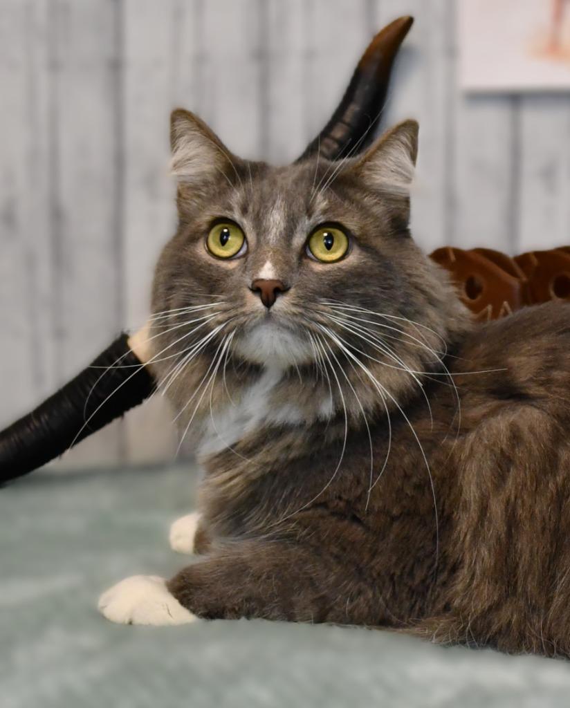 Enlarge Tully, a Adoptable mixed breed in Roanoke, TX image 1/3
