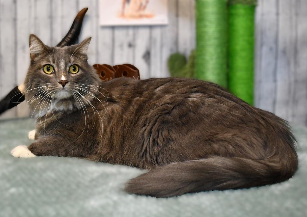 Enlarge Tully, a Adoptable mixed breed in Roanoke, TX image 2/3