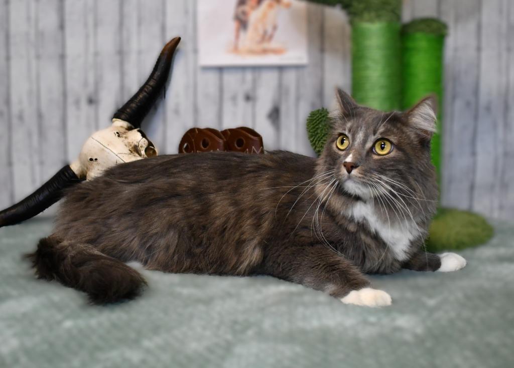 Enlarge Tully, a Adoptable mixed breed in Roanoke, TX image 3/3