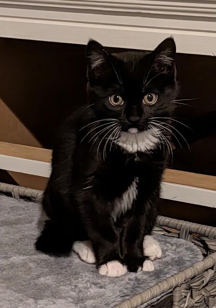 Confetti, Adoptable, Kitten Female Domestic Short Hair.