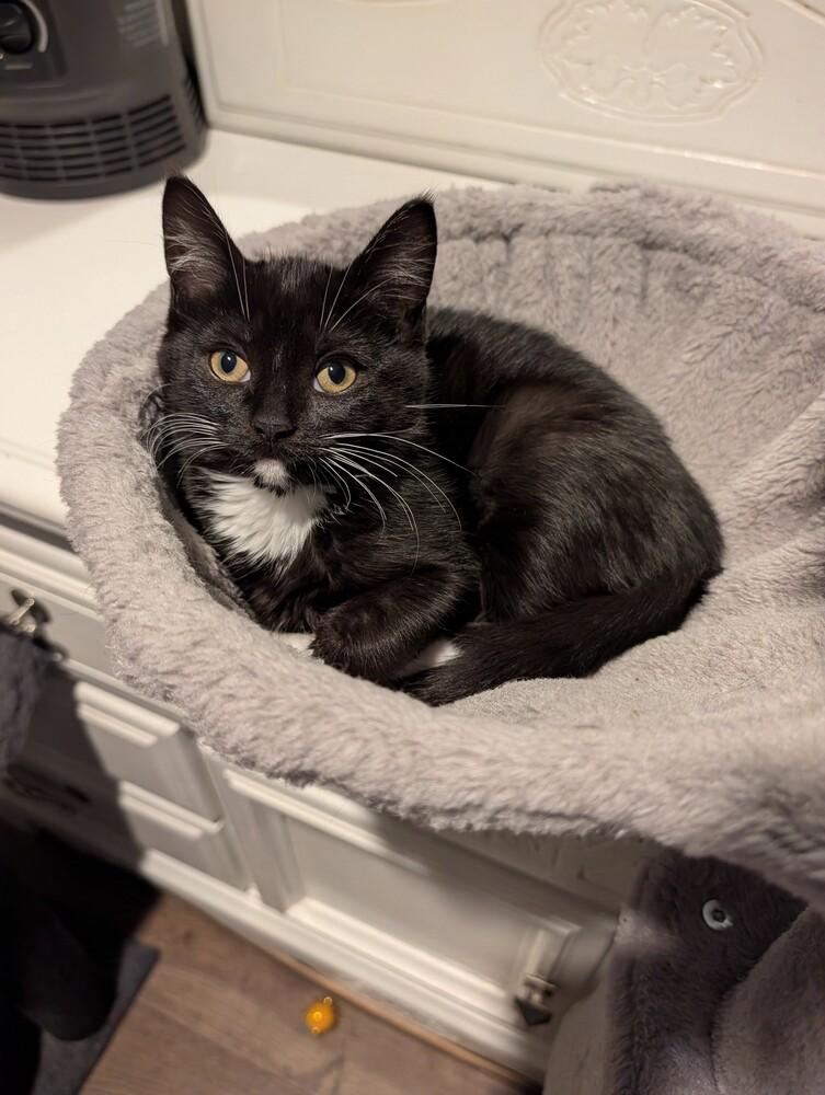 Enlarge Confetti, a Adoptable Domestic Short Hair in Westfield, WI image 2/2