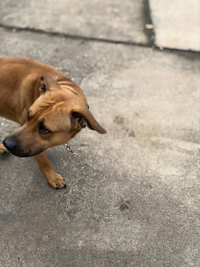 Bandit — thumbnail 3