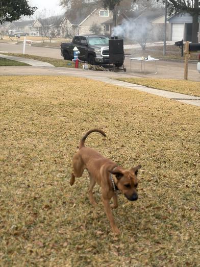 Bandit — thumbnail 5