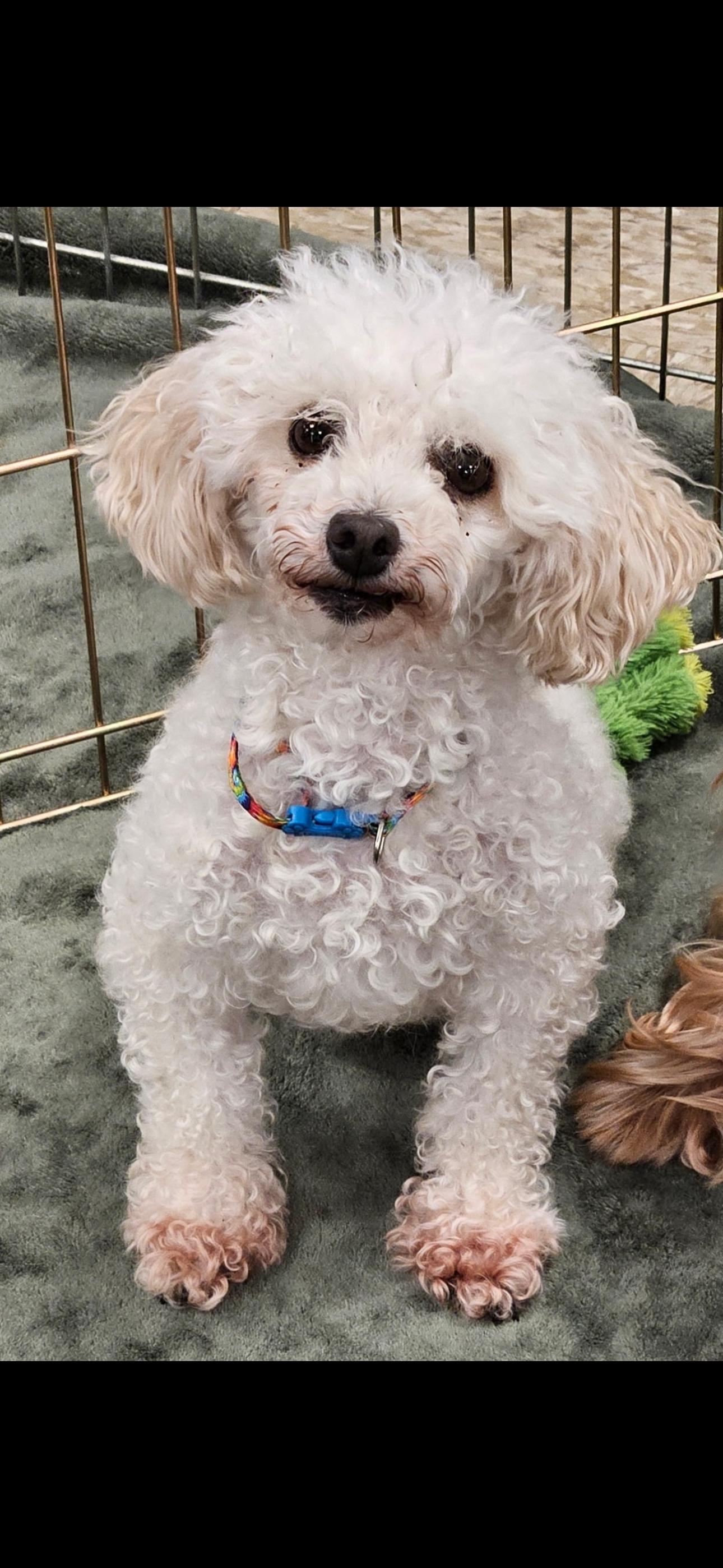 Enlarge Lia, a ADOPTABLE Miniature Poodle in Chesterfield, MO image 2/3