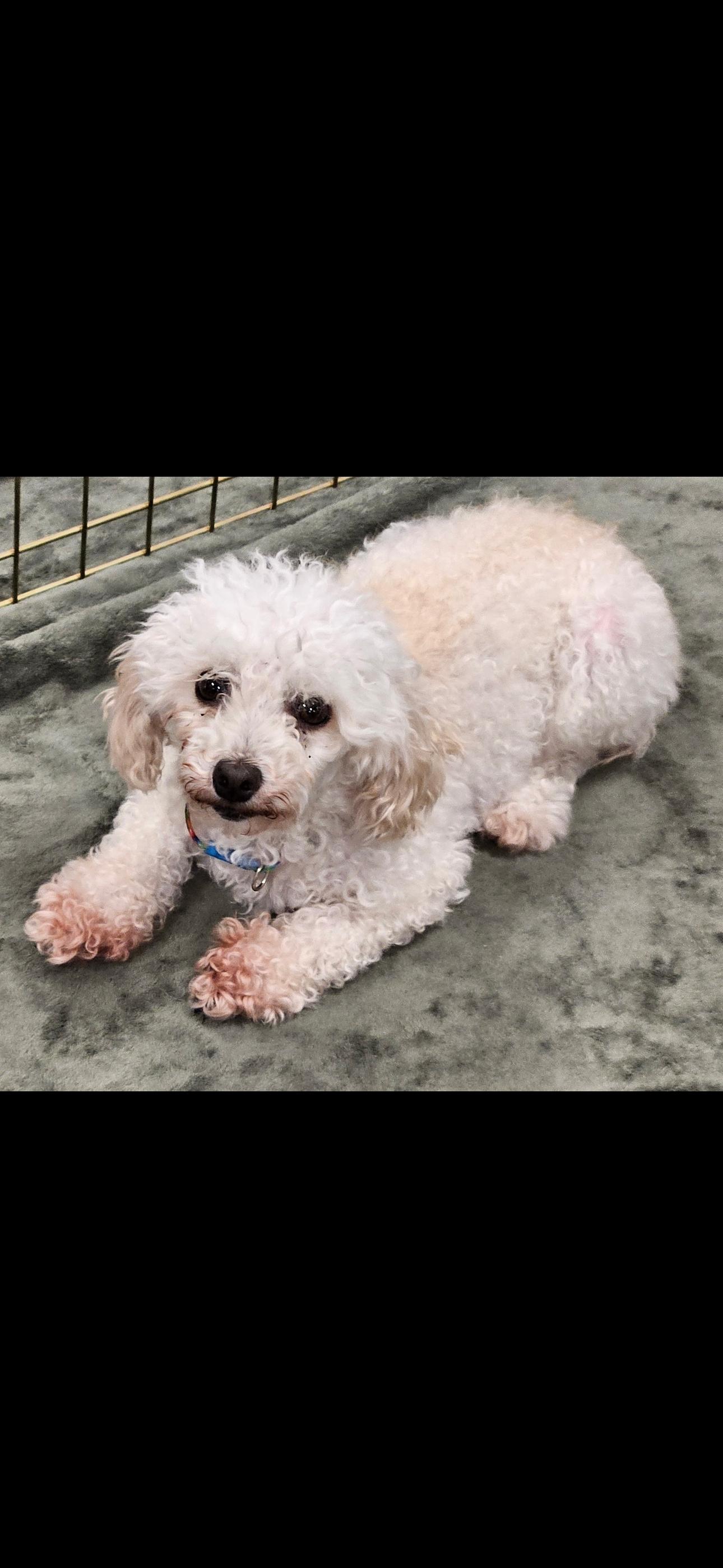 Enlarge Lia, a ADOPTABLE Miniature Poodle in Chesterfield, MO image 3/3