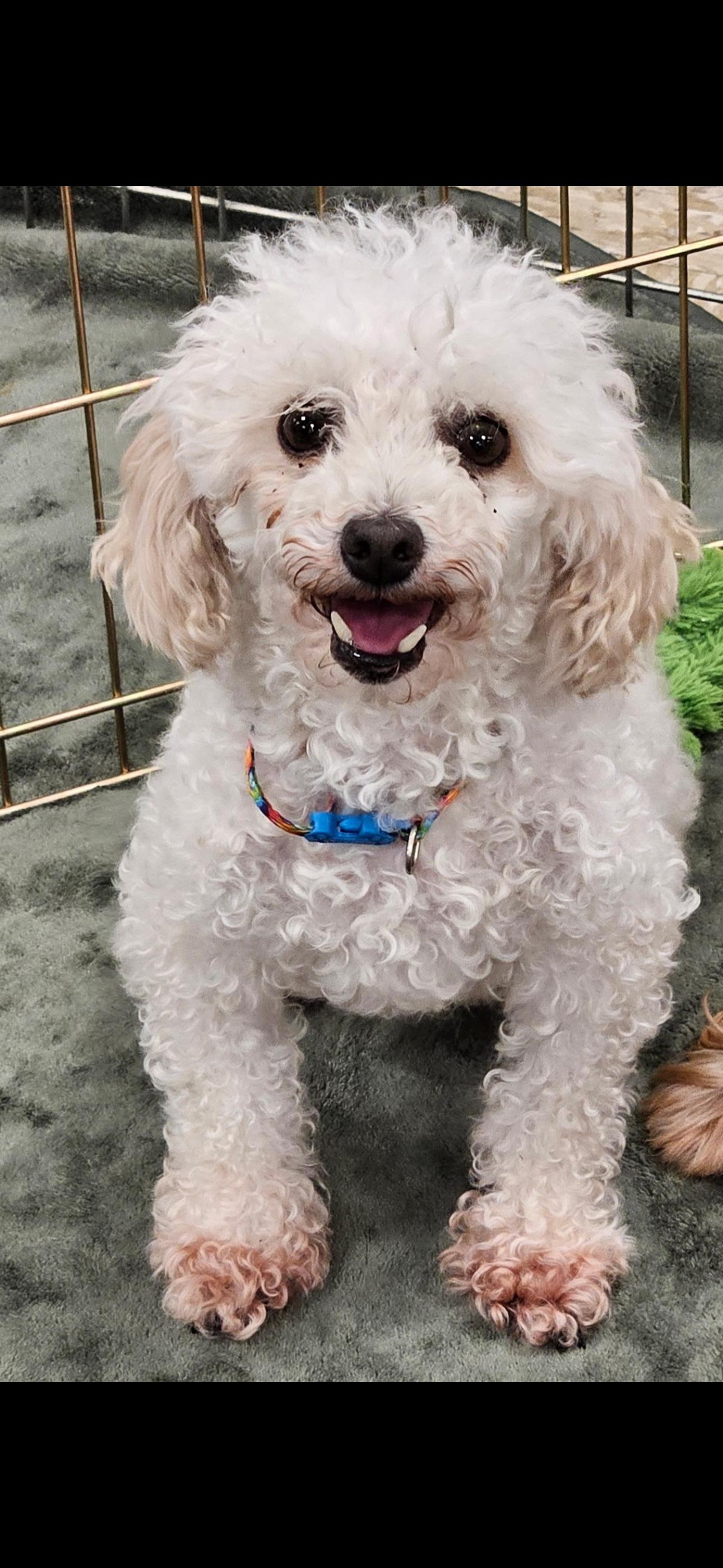 Enlarge Lia, a ADOPTABLE Miniature Poodle in Chesterfield, MO image 1/3
