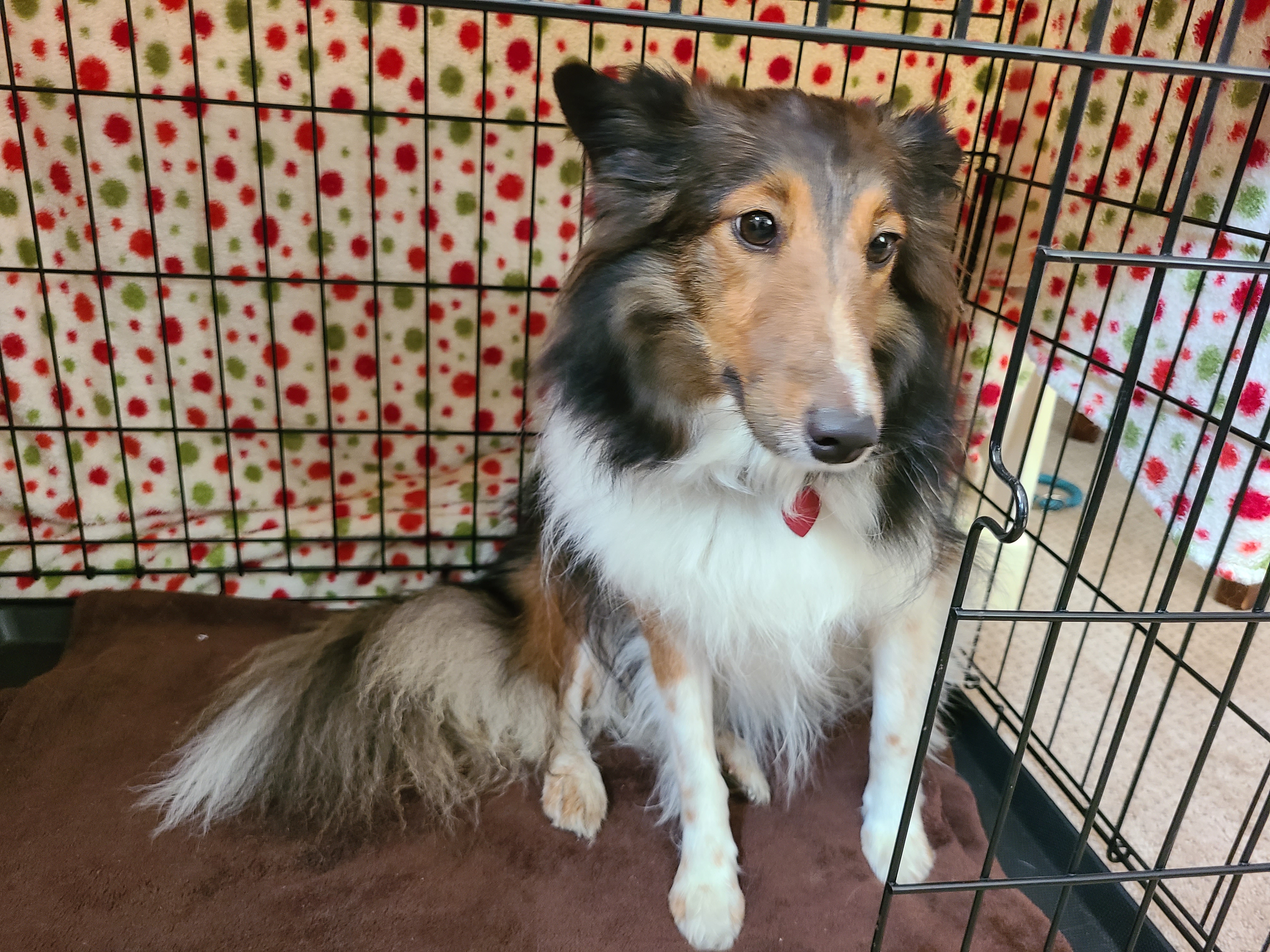 Enlarge NAVI and VIOLET, a Adopted Shetland Sheepdog / Sheltie in Hainesport, NJ image 2/5