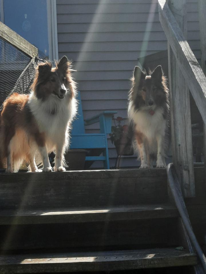 Enlarge NAVI and VIOLET, a Adopted Shetland Sheepdog / Sheltie in Hainesport, NJ image 3/5