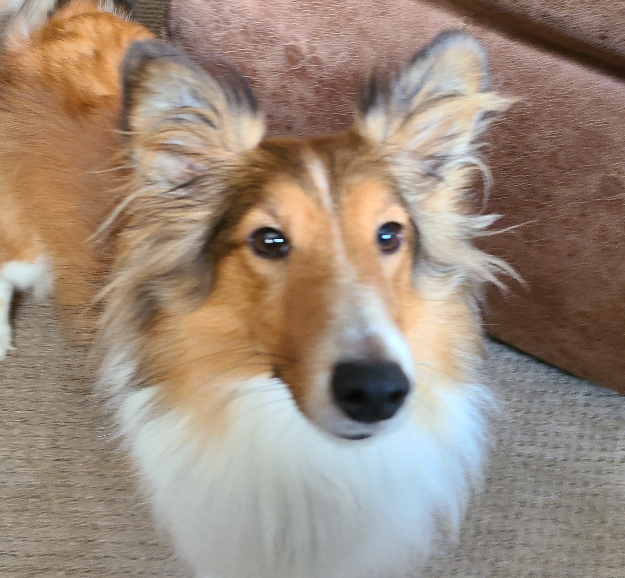 Enlarge NAVI and VIOLET, a Adopted Shetland Sheepdog / Sheltie in Hainesport, NJ image 4/5