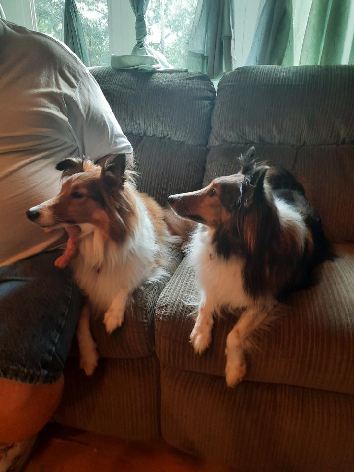 Enlarge NAVI and VIOLET, a Adopted Shetland Sheepdog / Sheltie in Hainesport, NJ image 5/5