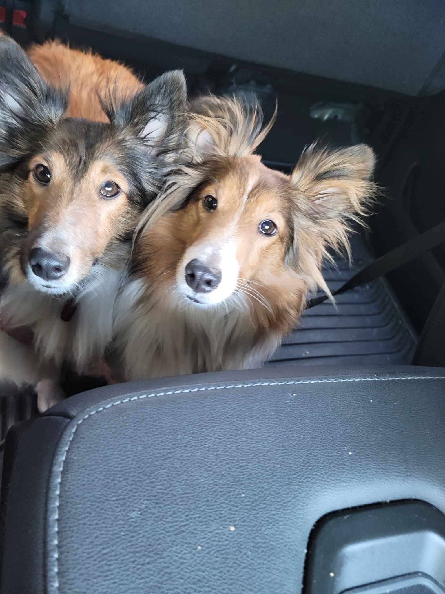 NAVI and VIOLET, Adopted, Young Female Shetland Sheepdog / Sheltie.