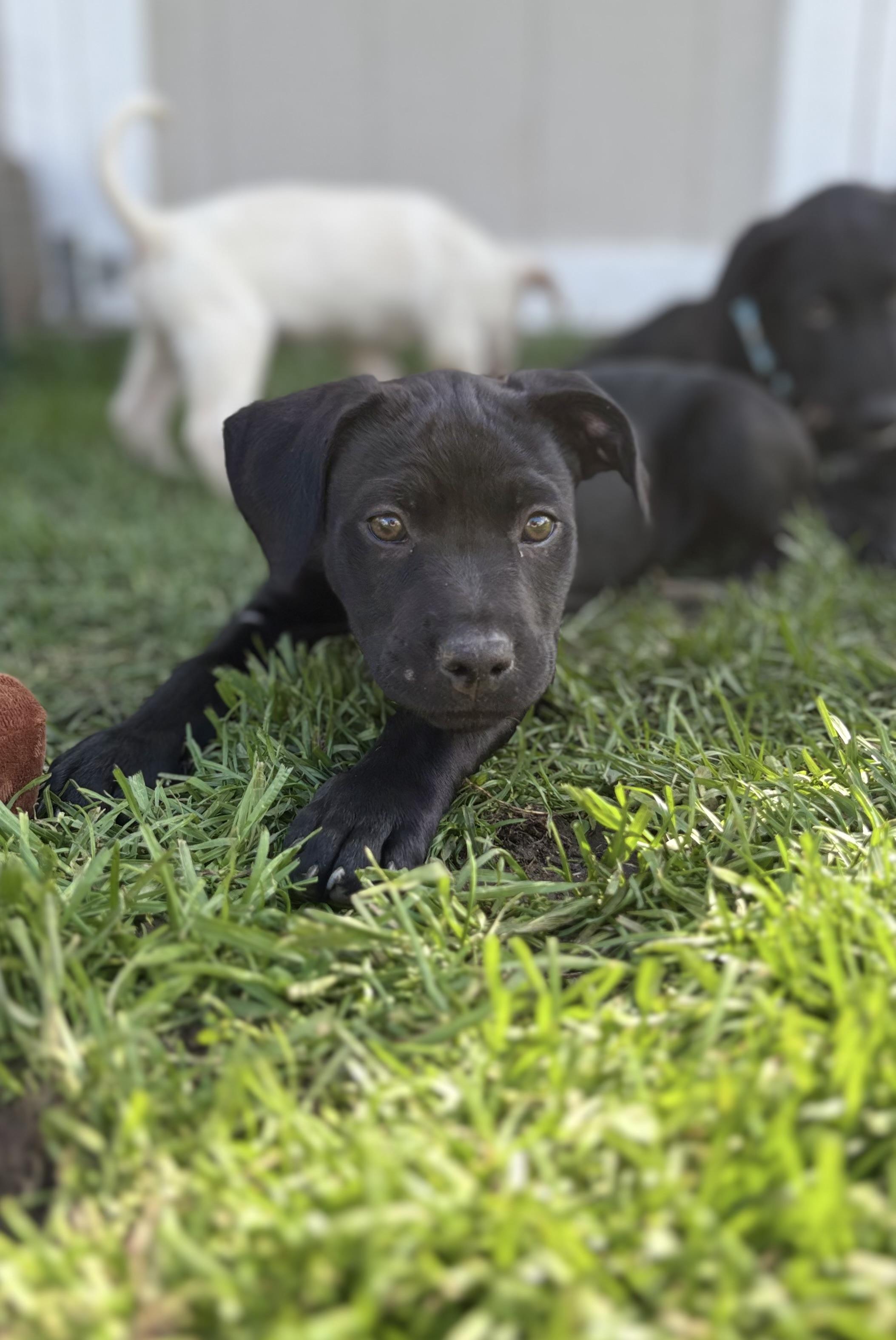 Pine, Adoptable, Puppy Female American Staffordshire Terrier & Catahoula Leopard Dog.